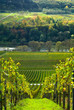 vineyards and forest