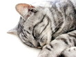 Chat qui dort