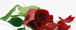 red rose