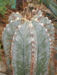 geschmückter Sternkaktus