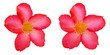 roses du désert roses du désert