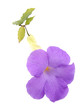 fleur mauve fleur mauve