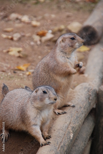marmottes