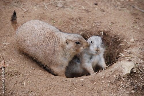 la famille marmotte la famille marmotte