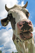 curious brown and white dutch cow curious brown and white dutch cow