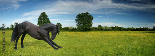 Photo: Black horse bowing Black horse bowing