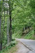 Road in a forest Road in a forest