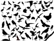 Lots of birds vectors silhouette Lots of birds vectors silhouette