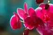 Pink orchid