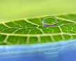 waterdrop on a leaf
