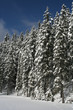 Spruces