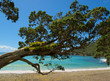 Coromandel Bucht Coromandel Bucht