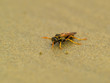 Strandwespe Strandwespe