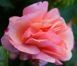 Rose in pink Rose in pink