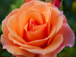Rose im Morgenlicht Rose im Morgenlicht
