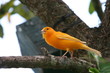 ORANGE CANARY