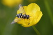 Schwebefliege