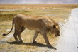 Tanzania, Wildlife, scenery, Pemba, Swahili, Safari, Serengeti