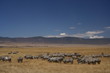 tanzania, serengeti, swahili, wildlife, scenery, safari, africa 