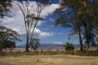 tanzania, serengeti, swahili, wildlife, scenery, safari, africa 