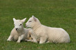 Spring Siblings
