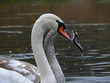 Swan. Schwan