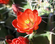 Hedgehog Cactus - Echninocereus Triglochidiatus