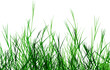 Rough grass