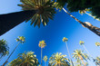 California palm trees California palm trees