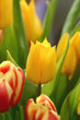 Mittendrin - im Tulpenstrauss