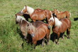chevaux comtois