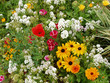 fleurs des champs
