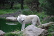 le loup le loup