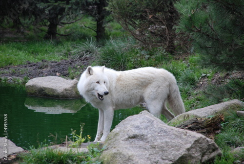 le loup le loup