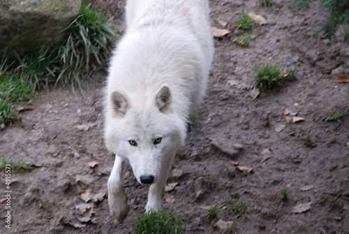 le loup