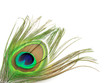 Bird`s feather