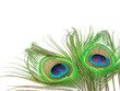 Peacocks feather Peacocks feather