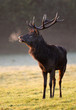 Red Deer