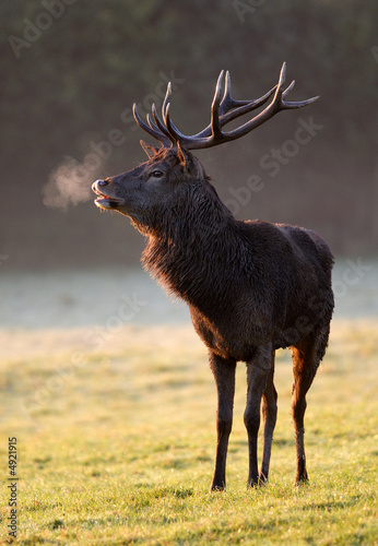 Red Deer