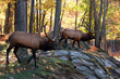 Elks (Cervus canadensis) in autumn