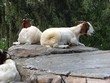 goats on rocks
