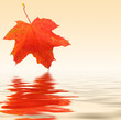 Autumn maple background Autumn maple background