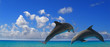 two dolphins