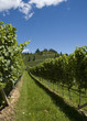Weinberg im Sommer