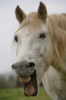 rire camarguais