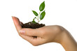 Plant in hand Plant in hand