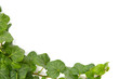 Ivy