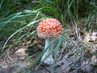Fliegenpilz Fliegenpilz