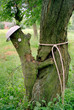 Wood-goblin
