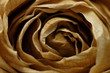 Getrocknete Rose